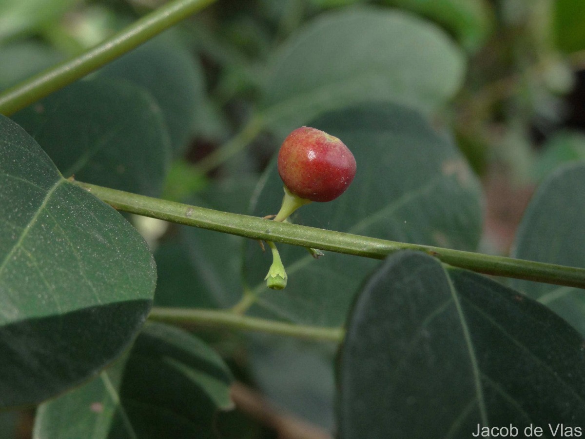 Phyllanthus vitis-idaea (Burm.f.) J.Koenig ex Roxb.